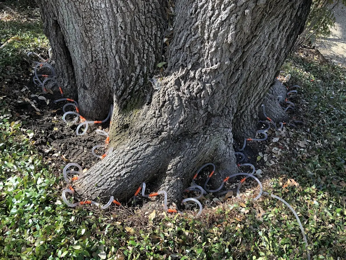 Detailed Tree Cabling and Bracing job site in Coal Mountain